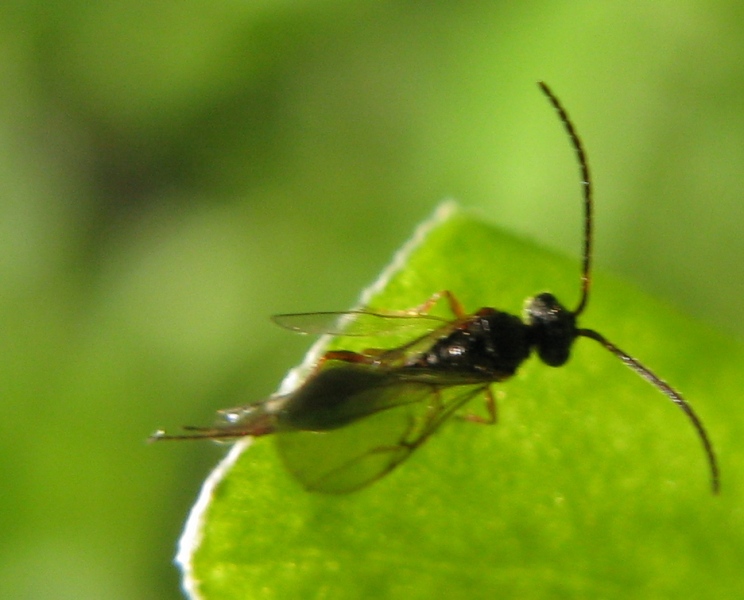 ichneumonide ? No. Forse Diapridiidae